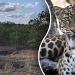 Encontrar un leopardo en la selva en 8 segundos: la