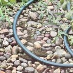 Interesante test de inteligencia: intenta encontrar la rana escondida en