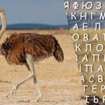 Sólo las personas con un alto coeficiente intelect encontrarán la palabra "avestruz" en 10 segundos: un complicado juego de ingenio Sólo las personas con un alto coeficiente intelect encontrarán la