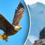 Sólo unos pocos pueden encontrar un águila en la montaña en 6 segundos: un acertijo increíble para los más listos Sólo unos pocos pueden encontrar un águila en la montaña