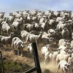 Un rompecabezas para los que tienen buena vista: tienes que